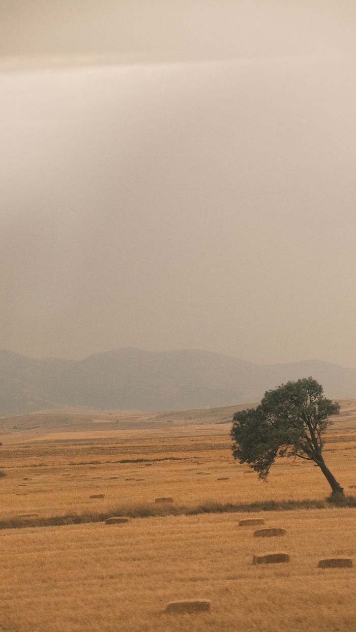 A solitary tree in a vast, dry savannah landscape during sunset, evoking tranquility.