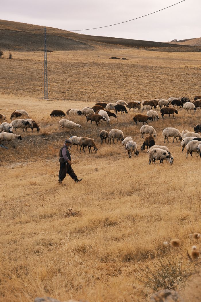 A shepherd tends to a flock of sheep in a vast, dry meadow during daylight.