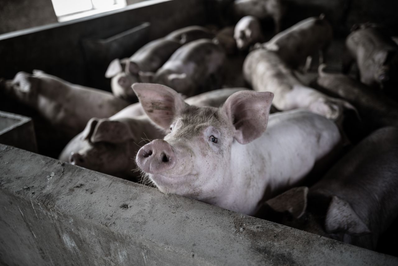 A close-up view of several pigs in a rural barn, highlighting farm life and livestock management.